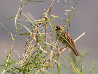 <i class='fa fa-user'></i>&nbsp;Paul van Giersbergen&nbsp;|   Maskergors&nbsp; <i class='fa fa-eye'>&nbsp;202</i> &nbsp; <i class='fa fa-comment-o'>&nbsp;2</i>