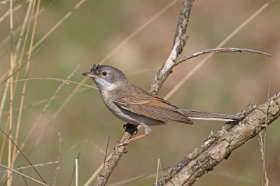 <i class='fa fa-user'></i>&nbsp;Henk Baptist&nbsp;|   Grasmus&nbsp; <i class='fa fa-eye'>&nbsp;258</i> &nbsp; <i class='fa fa-comment-o'>&nbsp;2</i>