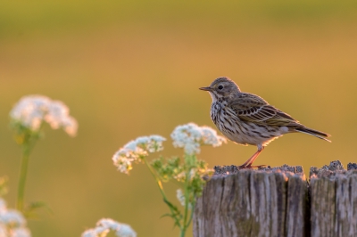 <i class='fa fa-user'></i>&nbsp;jwchess&nbsp;|   Graspieper&nbsp; <i class='fa fa-eye'>&nbsp;363</i> &nbsp;<i class='fa fa-thumbs-up'>&nbsp;8</i> &nbsp; <i class='fa fa-comment-o'>&nbsp;12</i>