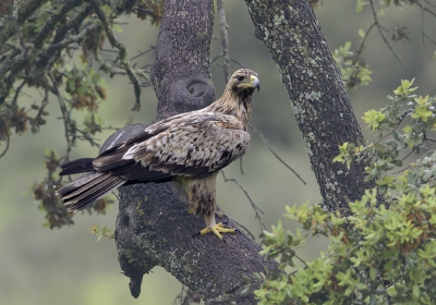 <i class='fa fa-user'></i>&nbsp;Henk Laverman&nbsp;|   Spaanse Keizerarend&nbsp; <i class='fa fa-eye'>&nbsp;572</i> &nbsp;<i class='fa fa-thumbs-up'>&nbsp;4</i> &nbsp; <i class='fa fa-comment-o'>&nbsp;12</i>