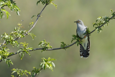 <i class='fa fa-user'></i>&nbsp;Frank Kremer&nbsp;|   Koekoek&nbsp; <i class='fa fa-eye'>&nbsp;680</i> &nbsp;<i class='fa fa-thumbs-up'>&nbsp;18</i> &nbsp; <i class='fa fa-comment-o'>&nbsp;18</i>