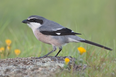 <i class='fa fa-user'></i>&nbsp;Luc Meert&nbsp;|   Iberische Klapekster&nbsp; <i class='fa fa-eye'>&nbsp;354</i> &nbsp;<i class='fa fa-thumbs-up'>&nbsp;3</i> &nbsp; <i class='fa fa-comment-o'>&nbsp;6</i>