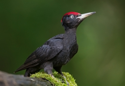 <i class='fa fa-user'></i>&nbsp;charlysax&nbsp;|   Zwarte Specht&nbsp; <i class='fa fa-eye'>&nbsp;862</i> &nbsp;<i class='fa fa-thumbs-up'>&nbsp;19</i> &nbsp; <i class='fa fa-comment-o'>&nbsp;21</i>