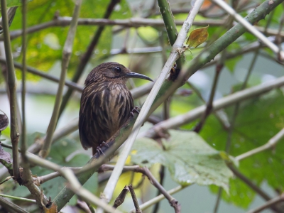 <i class='fa fa-user'></i>&nbsp;Paul van Giersbergen&nbsp;|   Assamdwergkruiplijster&nbsp; <i class='fa fa-eye'>&nbsp;172</i> &nbsp; <i class='fa fa-comment-o'>&nbsp;2</i>