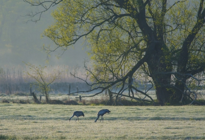 In de meivakantie naar het elbdal geweest en voor het eerst kraanvogels gezien! Ook van dichterbij en met een jong, maar dit plaatje met het landschap in de vroege ochtend vond ik toch het meest sfeervol. Als je zo wakker wordt! Heerlijk was het :-)