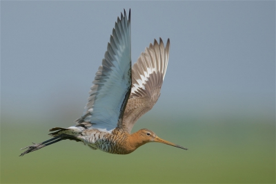 <i class='fa fa-user'></i>&nbsp;Harry Jamont&nbsp;|   Grutto&nbsp; <i class='fa fa-eye'>&nbsp;384</i> &nbsp;<i class='fa fa-thumbs-up'>&nbsp;11</i> &nbsp; <i class='fa fa-comment-o'>&nbsp;12</i>