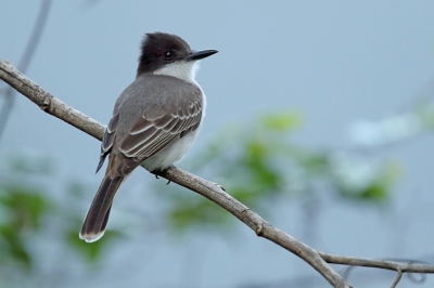 <i class='fa fa-user'></i>&nbsp;Martjan Lammertink&nbsp;|   Bahamakoningstiran&nbsp; <i class='fa fa-eye'>&nbsp;239</i> &nbsp; <i class='fa fa-comment-o'>&nbsp;2</i>