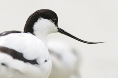 <i class='fa fa-user'></i>&nbsp;Wil Doorn-Meijne&nbsp;|   Kluut&nbsp; <i class='fa fa-eye'>&nbsp;255</i> &nbsp;<i class='fa fa-thumbs-up'>&nbsp;1</i> &nbsp; <i class='fa fa-comment-o'>&nbsp;6</i>