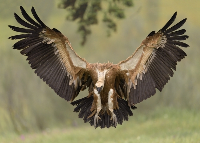 <i class='fa fa-user'></i>&nbsp;Henk Laverman&nbsp;|   Vale Gier&nbsp; <i class='fa fa-eye'>&nbsp;641</i> &nbsp;<i class='fa fa-thumbs-up'>&nbsp;9</i> &nbsp; <i class='fa fa-comment-o'>&nbsp;13</i>