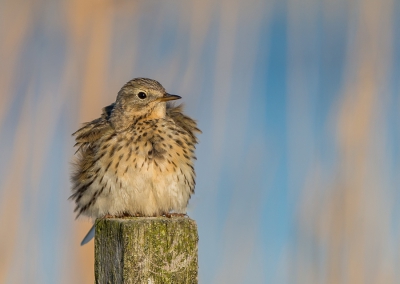 <i class='fa fa-user'></i>&nbsp;pietwil&nbsp;|   Graspieper&nbsp; <i class='fa fa-eye'>&nbsp;321</i> &nbsp;<i class='fa fa-thumbs-up'>&nbsp;6</i> &nbsp; <i class='fa fa-comment-o'>&nbsp;10</i>