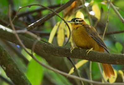 <i class='fa fa-user'></i>&nbsp;charlysax&nbsp;|   Zwartkapbladspeurder&nbsp; <i class='fa fa-eye'>&nbsp;237</i> &nbsp; <i class='fa fa-comment-o'>&nbsp;5</i>