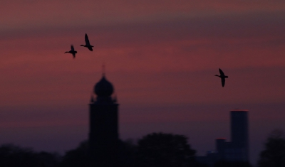 Vroeg op om foto,s te maken van de zonsopkomst. De romantiek werd wreed verstoord door 2 opgefokte woerden die agressief achter een wijfje aan bleven  vliegen..