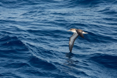 <i class='fa fa-user'></i>&nbsp;Arjen Drost&nbsp;|   Kaapverdische Pijlstormvogel&nbsp; <i class='fa fa-eye'>&nbsp;289</i> &nbsp; <i class='fa fa-comment-o'>&nbsp;1</i>