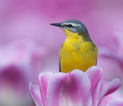 <i class='fa fa-user'></i>&nbsp;Wilfried Solarz&nbsp;|   Gele Kwikstaart&nbsp; <i class='fa fa-eye'>&nbsp;395</i> &nbsp;<i class='fa fa-thumbs-up'>&nbsp;12</i> &nbsp; <i class='fa fa-comment-o'>&nbsp;12</i>