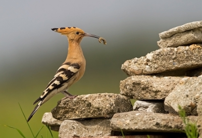 <i class='fa fa-user'></i>&nbsp;charlysax&nbsp;|   Hop&nbsp; <i class='fa fa-eye'>&nbsp;489</i> &nbsp;<i class='fa fa-thumbs-up'>&nbsp;5</i> &nbsp; <i class='fa fa-comment-o'>&nbsp;10</i>