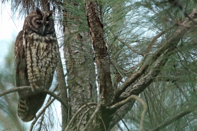 <i class='fa fa-user'></i>&nbsp;Martjan Lammertink&nbsp;|   Grote Ransuil&nbsp; <i class='fa fa-eye'>&nbsp;373</i> &nbsp; <i class='fa fa-comment-o'>&nbsp;6</i>