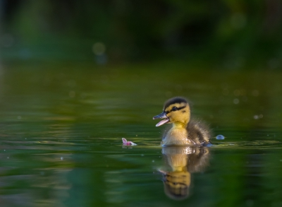 <i class='fa fa-user'></i>&nbsp;Monika&nbsp;|   Wilde Eend&nbsp; <i class='fa fa-eye'>&nbsp;337</i> &nbsp;<i class='fa fa-thumbs-up'>&nbsp;2</i> &nbsp; <i class='fa fa-comment-o'>&nbsp;5</i>