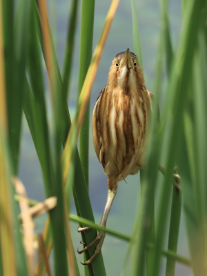 <i class='fa fa-user'></i>&nbsp;honderwa&nbsp;|   Woudaap&nbsp; <i class='fa fa-eye'>&nbsp;554</i> &nbsp;<i class='fa fa-thumbs-up'>&nbsp;2</i> &nbsp; <i class='fa fa-comment-o'>&nbsp;5</i>