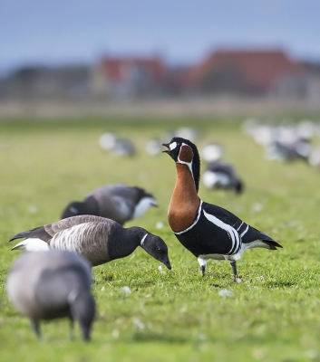 <i class='fa fa-user'></i>&nbsp;Bert Ooms&nbsp;|   Roodhalsgans&nbsp; <i class='fa fa-eye'>&nbsp;537</i> &nbsp;<i class='fa fa-thumbs-up'>&nbsp;5</i> &nbsp; <i class='fa fa-comment-o'>&nbsp;14</i>