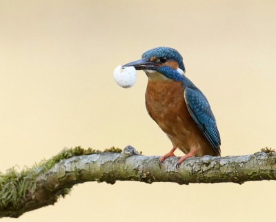 Genoeg IJsvogels op bp maar deze vond ik wel origineel, dit is vast een trotse vader.