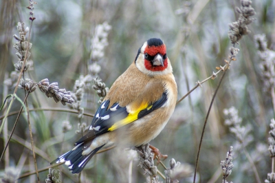 Een groepje putters deed zich tegoed aan de zaadjes van de lavendel in onze voortuin; natuurlijk kon ik het niet laten om de camera erbij te pakken.