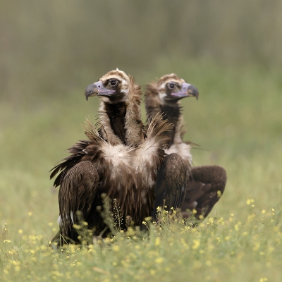 <i class='fa fa-user'></i>&nbsp;Henk Laverman&nbsp;|   Monniksgier&nbsp; <i class='fa fa-eye'>&nbsp;454</i> &nbsp;<i class='fa fa-thumbs-up'>&nbsp;5</i> &nbsp; <i class='fa fa-comment-o'>&nbsp;10</i>