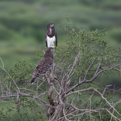 <i class='fa fa-user'></i>&nbsp;Paul van Gorp&nbsp;|   Zwartborstslangenarend&nbsp; <i class='fa fa-eye'>&nbsp;361</i> &nbsp; <i class='fa fa-comment-o'>&nbsp;3</i>