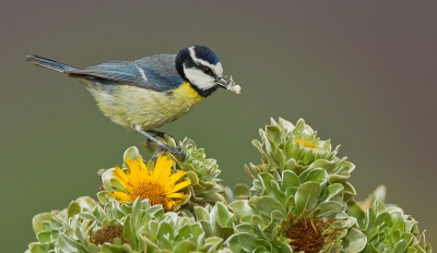 <i class='fa fa-user'></i>&nbsp;Paul Cools&nbsp;|   Tenerifepimpelmees&nbsp; <i class='fa fa-eye'>&nbsp;365</i> &nbsp; <i class='fa fa-comment-o'>&nbsp;1</i>