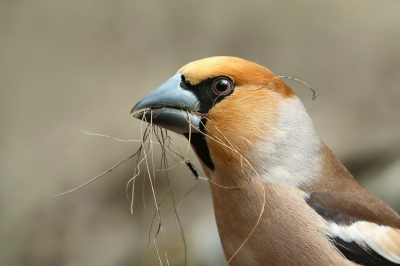 <i class='fa fa-user'></i>&nbsp;Frank Kremer&nbsp;|   Appelvink&nbsp; <i class='fa fa-eye'>&nbsp;345</i> &nbsp;<i class='fa fa-thumbs-up'>&nbsp;6</i> &nbsp; <i class='fa fa-comment-o'>&nbsp;9</i>