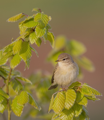 <i class='fa fa-user'></i>&nbsp;vogeljan&nbsp;|   Fitis&nbsp; <i class='fa fa-eye'>&nbsp;251</i> &nbsp;<i class='fa fa-thumbs-up'>&nbsp;2</i> &nbsp; <i class='fa fa-comment-o'>&nbsp;6</i>