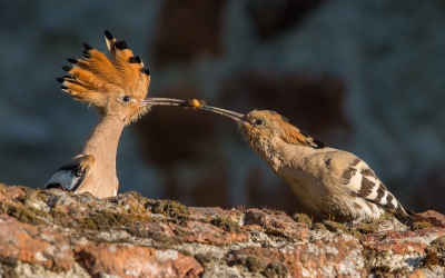 Die ochtend vroeg opgestaan om de hop te fotograferen. Toen ze met z'n tween in beeld kwamen was het licht al tamelijk hard maar vond het moment speciaal genoeg om het alsnog te delen.