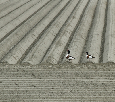 <i class='fa fa-user'></i>&nbsp;Fons Hoiting&nbsp;|   Bergeend&nbsp; <i class='fa fa-eye'>&nbsp;417</i> &nbsp;<i class='fa fa-thumbs-up'>&nbsp;5</i> &nbsp; <i class='fa fa-comment-o'>&nbsp;11</i>