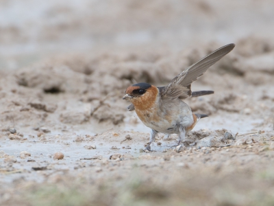 <i class='fa fa-user'></i>&nbsp;auk&nbsp;|   Holenzwaluw&nbsp; <i class='fa fa-eye'>&nbsp;480</i> &nbsp; <i class='fa fa-comment-o'>&nbsp;1</i>