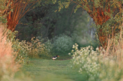 <i class='fa fa-user'></i>&nbsp;dick renes&nbsp;|   Scholekster&nbsp; <i class='fa fa-eye'>&nbsp;610</i> &nbsp;<i class='fa fa-thumbs-up'>&nbsp;17</i> &nbsp; <i class='fa fa-comment-o'>&nbsp;18</i>