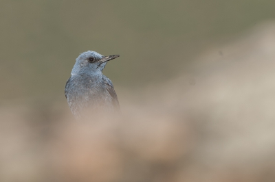 <i class='fa fa-user'></i>&nbsp;Fred&nbsp;|   Blauwe Rotslijster&nbsp; <i class='fa fa-eye'>&nbsp;335</i> &nbsp;<i class='fa fa-thumbs-up'>&nbsp;2</i> &nbsp; <i class='fa fa-comment-o'>&nbsp;5</i>