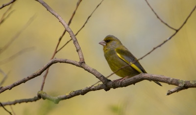 Een wandeling richting kijkhut leverde onderweg deze Groenling op. De achtergrond past mooi bij de vogel.