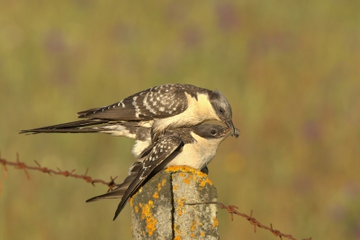 De schuwe kuifkoekoek als een schicht weg zien vliegen dus een aantal dagen vanaf het schemer post gevat op een van de vele prachtige stille boerenweggetjes in de Oost Alentejo omringd door een fraai bloementapijt.
Plotseling waren de kuifkoekoeken er wel nog iets te ver weg maar de man op zoek naar een rups hipte gelukkig voldoende paaltjes in mijn richting.
Toen er een rups gevangen was door de man  kwam de vrouw naar de man toe waarna de paring volgde.
Tijdens de paring hielden beiden de rups in de snavel na de paring was de rups voor de vrouw.