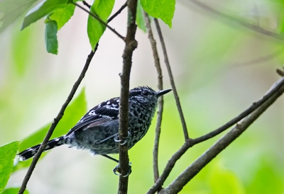 <i class='fa fa-user'></i>&nbsp;charlysax&nbsp;|   Geschubde Miervogel&nbsp; <i class='fa fa-eye'>&nbsp;185</i> &nbsp; <i class='fa fa-comment-o'>&nbsp;2</i>