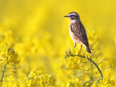 <i class='fa fa-user'></i>&nbsp;jewe&nbsp;|   Paapje&nbsp; <i class='fa fa-eye'>&nbsp;418</i> &nbsp;<i class='fa fa-thumbs-up'>&nbsp;8</i> &nbsp; <i class='fa fa-comment-o'>&nbsp;9</i>