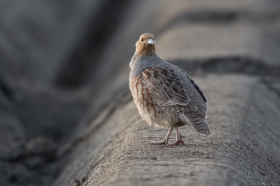 <i class='fa fa-user'></i>&nbsp;pjvantuil&nbsp;|   Patrijs&nbsp; <i class='fa fa-eye'>&nbsp;298</i> &nbsp; <i class='fa fa-comment-o'>&nbsp;3</i>