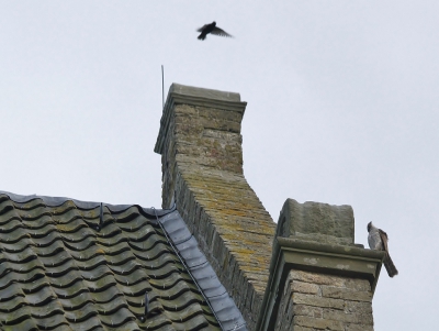 <i class='fa fa-user'></i>&nbsp;Fons Hoiting&nbsp;|   Sperwer&nbsp; <i class='fa fa-eye'>&nbsp;392</i> &nbsp; <i class='fa fa-comment-o'>&nbsp;7</i>