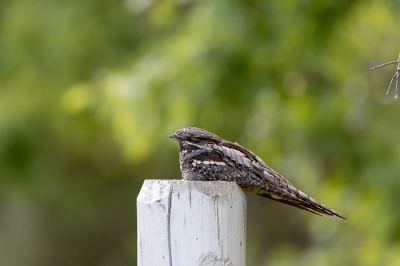 Mijn eerste foto op Birdpix, ben er zelf zeer content mee en voor het eerst in het echt waargenomen
