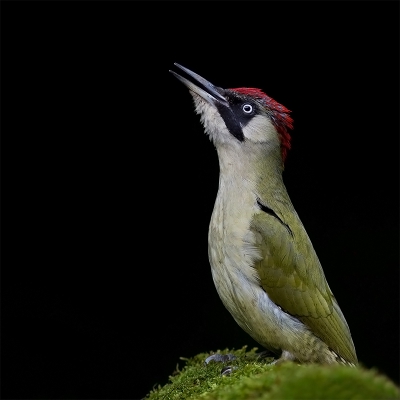 <i class='fa fa-user'></i>&nbsp;charlysax&nbsp;|   Groene Specht&nbsp; <i class='fa fa-eye'>&nbsp;858</i> &nbsp;<i class='fa fa-thumbs-up'>&nbsp;21</i> &nbsp; <i class='fa fa-comment-o'>&nbsp;19</i>