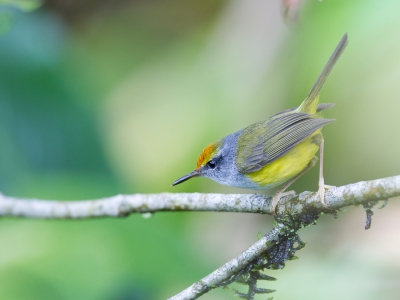 <i class='fa fa-user'></i>&nbsp;Paul van Giersbergen&nbsp;|   Bergsnijdervogel&nbsp; <i class='fa fa-eye'>&nbsp;259</i> &nbsp;<i class='fa fa-thumbs-up'>&nbsp;4</i> &nbsp; <i class='fa fa-comment-o'>&nbsp;9</i>