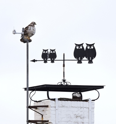 <i class='fa fa-user'></i>&nbsp;Bert Ooms&nbsp;|   Buizerd&nbsp; <i class='fa fa-eye'>&nbsp;473</i> &nbsp;<i class='fa fa-thumbs-up'>&nbsp;10</i> &nbsp; <i class='fa fa-comment-o'>&nbsp;12</i>