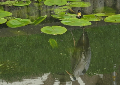 <i class='fa fa-user'></i>&nbsp;sieb&nbsp;|   Blauwe Reiger&nbsp; <i class='fa fa-eye'>&nbsp;454</i> &nbsp;<i class='fa fa-thumbs-up'>&nbsp;7</i> &nbsp; <i class='fa fa-comment-o'>&nbsp;19</i>