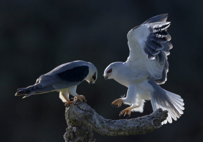 <i class='fa fa-user'></i>&nbsp;Henk Laverman&nbsp;|   Grijze Wouw&nbsp; <i class='fa fa-eye'>&nbsp;541</i> &nbsp;<i class='fa fa-thumbs-up'>&nbsp;4</i> &nbsp; <i class='fa fa-comment-o'>&nbsp;10</i>