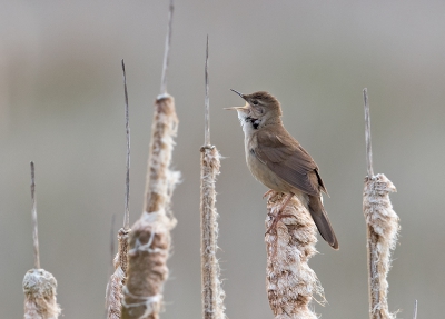 <i class='fa fa-user'></i>&nbsp;Jakob Keun&nbsp;|   Snor&nbsp; <i class='fa fa-eye'>&nbsp;372</i> &nbsp;<i class='fa fa-thumbs-up'>&nbsp;3</i> &nbsp; <i class='fa fa-comment-o'>&nbsp;8</i>