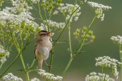 <i class='fa fa-user'></i>&nbsp;Conny Schotanus&nbsp;|   Rietzanger&nbsp; <i class='fa fa-eye'>&nbsp;394</i> &nbsp;<i class='fa fa-thumbs-up'>&nbsp;4</i> &nbsp; <i class='fa fa-comment-o'>&nbsp;13</i>