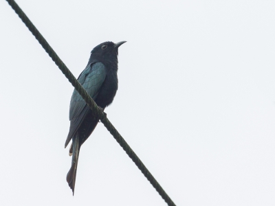 <i class='fa fa-user'></i>&nbsp;Paul van Giersbergen&nbsp;|   Rechtstaartdrongokoekoek&nbsp; <i class='fa fa-eye'>&nbsp;159</i> &nbsp; <i class='fa fa-comment-o'>&nbsp;1</i>